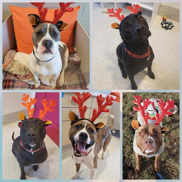 cute news animal tier hund

https://www.reddit.com/r/rarepuppers/comments/rlnj0a/we_had_a_little_reindeer_photoshoot_today_at_the/