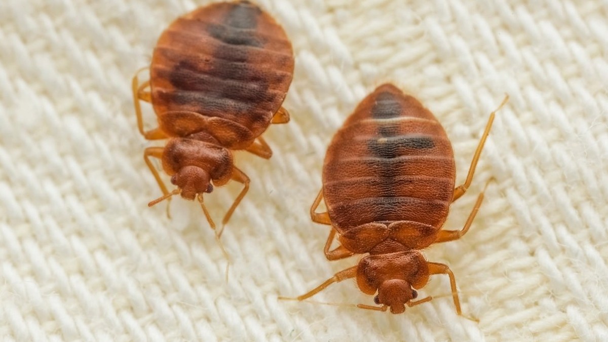 Paris bedbug plague: France blames Russian online trolls