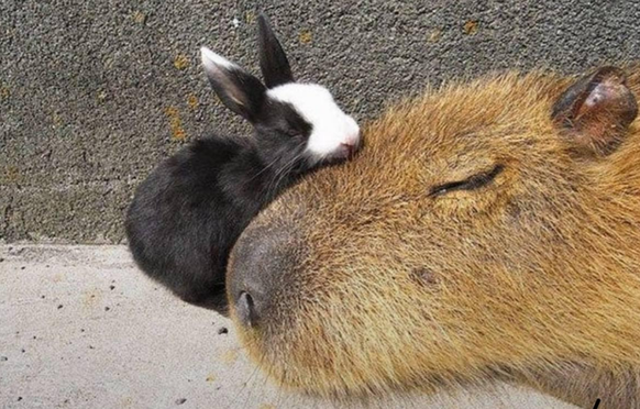 capybara und hase

https://www.reddit.com/r/capybara/comments/1f2hejr/decided_to_fall_asleep_with_his_little_friend/