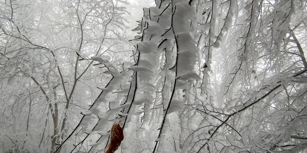 Winterlich schön: Der Wald auf dem Uetliberg war am Sonntag überzogen mit Raureif.