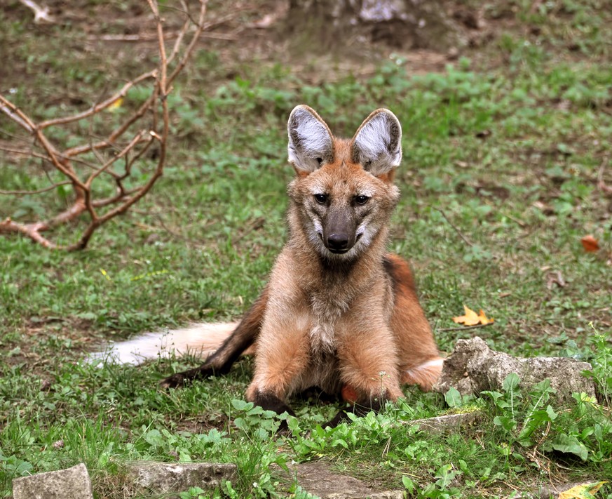 Mähnenwolf