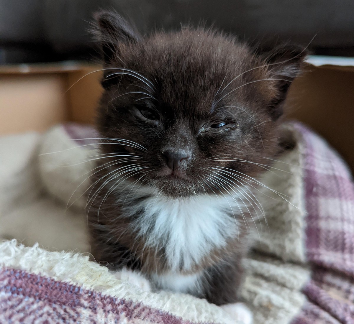 cute news animal tier katze cat

https://www.reddit.com/r/cats/comments/tyk7yi/is_he_trustworthy/