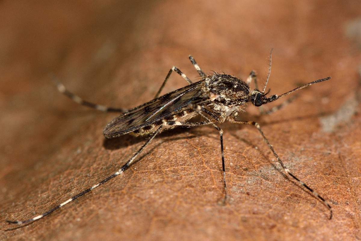 Die Ringelmücke Culiseta annulata ist kälteresistent.