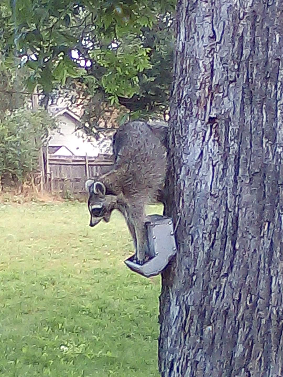 cute news tier waschbär raccoon

https://www.reddit.com/r/Raccoons/comments/11ap4v0/eating_from_the_squirrel_feeder_again/