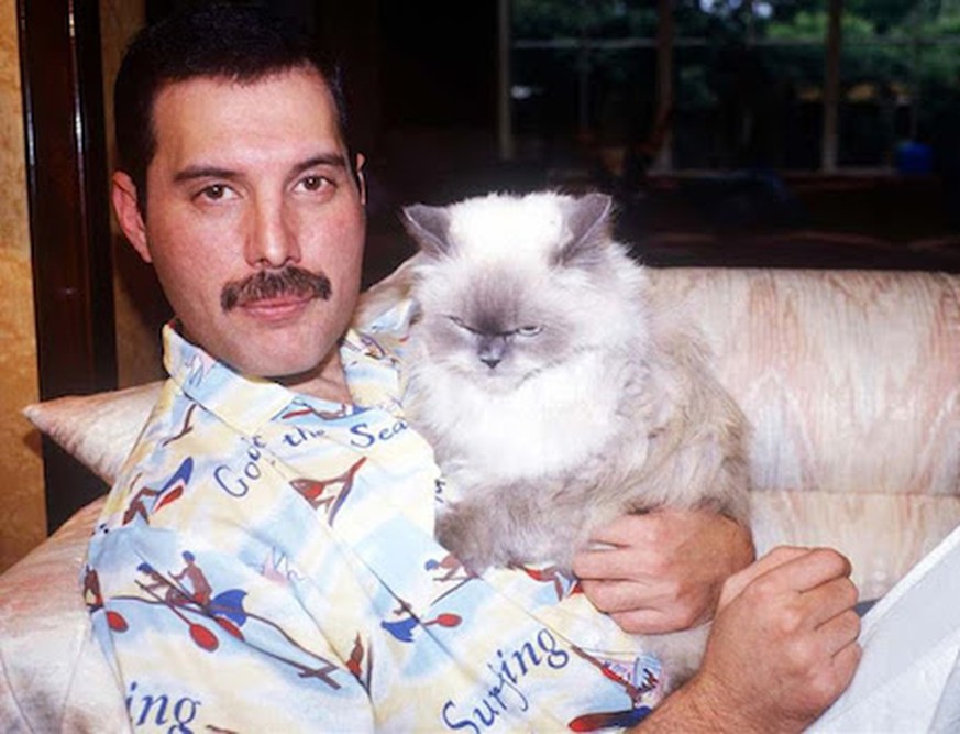 Wusstet ihr eigentlich, dass Freddie Mercury so ein richtiger Katzen-Fan war?