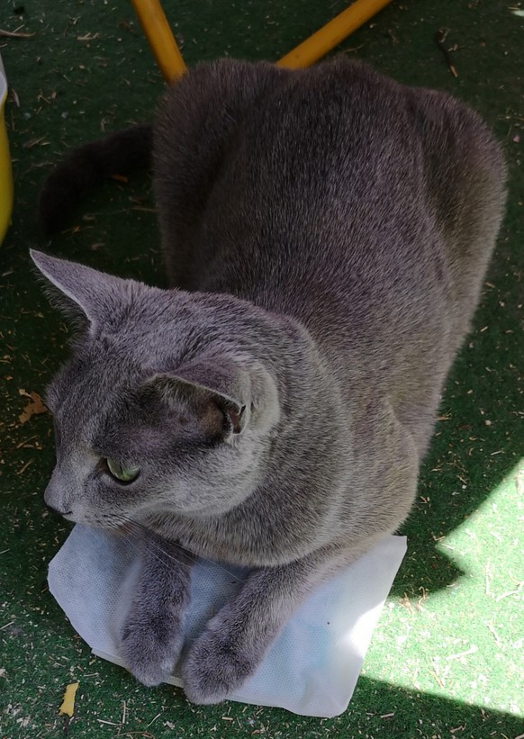 Absolutes Feuer-Verbot in 15 Kantonen ++ Helikopter bringen Wasser für Kühe auf die Alp
13:10 Uhr
Mein Kater kühlt sich die Pfoten auf meinen alten Cooling Pads vom Zahnarzt.