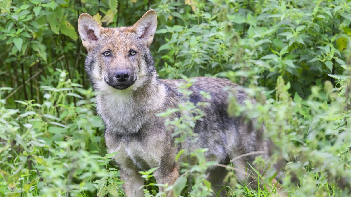 ARCHIV - 29.08.2023, Niedersachsen, Springe: Ein junger Wolf steht im Gehege im Wisentgehege Springe. (zu dpa: