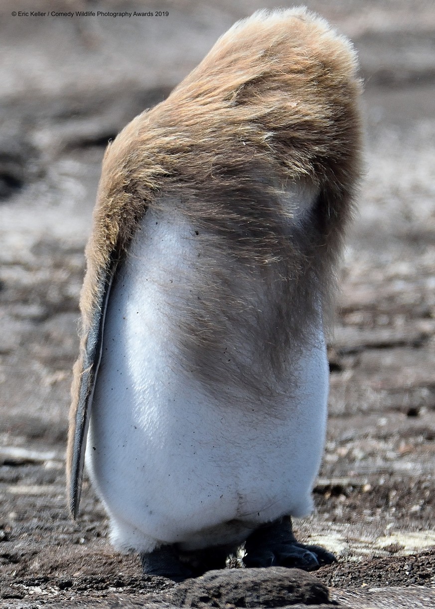 The Comedy Wildlife Photography Awards 2019
eric keller
reedsburg
United States
Phone: 6089632020
Email: silvanica1@hotmail.com
Title: Bad hair day
Description: Its hard to find a good hair gel for pe ...