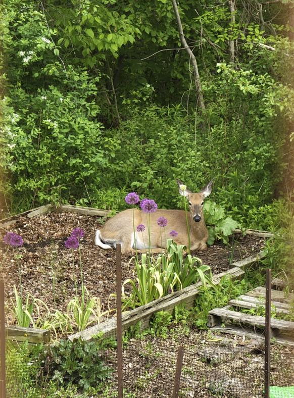 Coole Garten Wins: Reh