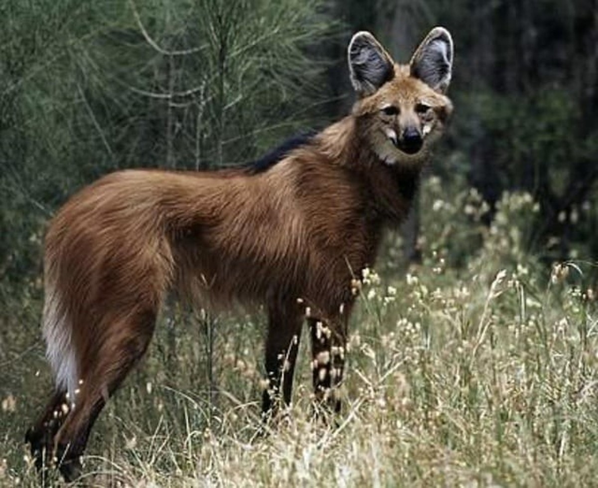 cute news tier mähnenwolf

https://www.reddit.com/r/NatureIsFuckingLit/comments/16axhaw/since_you_guys_liked_my_last_post_about_loboguar%C3%A1/
