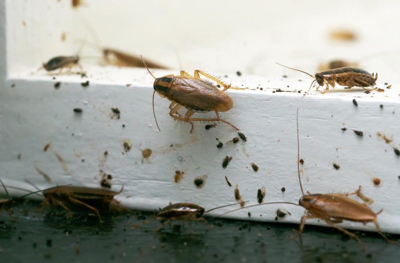 Deutsche Schabe (Blattella germanica), Küchenschabe