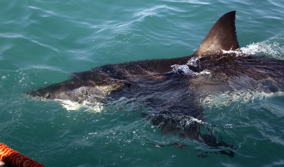 In this Aug. 11, 2016, photo, a great white shark swims past researchers as they chum the ocean looking for sharks in the waters off Gansbaai, South Africa. Extensive research by shark expert Michael  ...