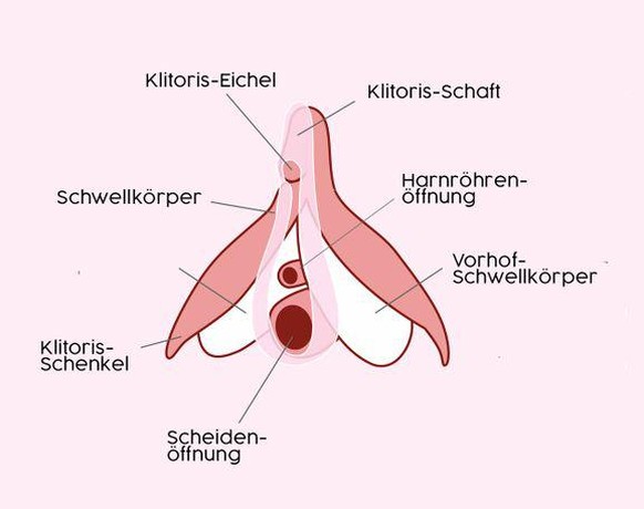 Â«Wie kann ich beim Sex vaginal kommen?Â»\nDie Klitoris ist sehr viel grÃ¶sser als nur das &#039;Chriesi&#039;, s. Bild (welches es hoffentlich hoch geladen hat). Die meisten Frauen (ca. 80%) kommen b ...