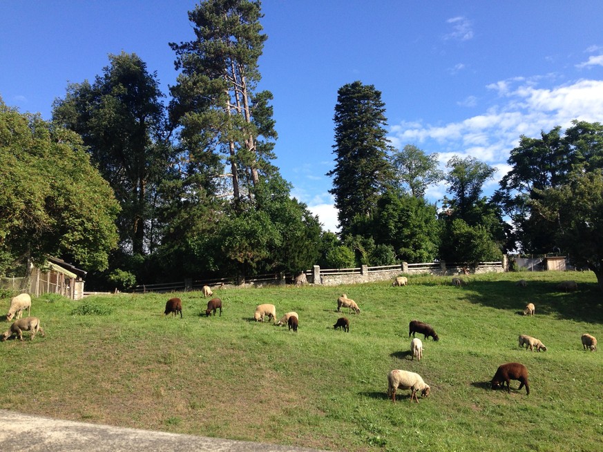 Schafe im «Stadtpark» von Fürstenau.
