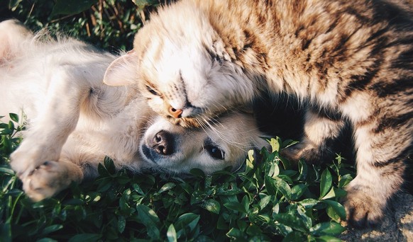 https://pixabay.com/de/freunde-katze-und-hund-1149841/