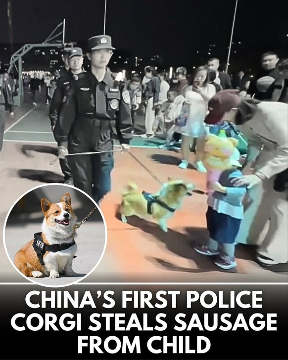 Die lustigsten Fails der Woche: Schlagzeile mit Corgi und Würstchen