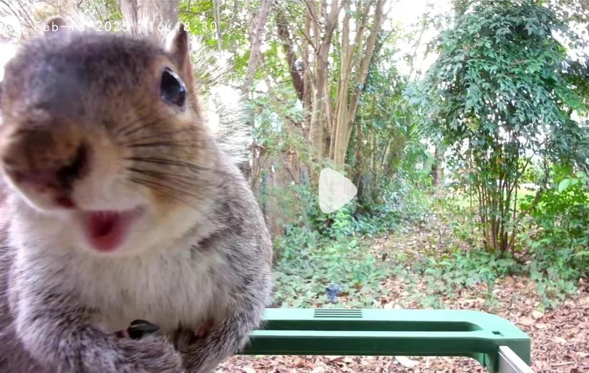 cute news tier eichhörnchen

https://www.reddit.com/r/squirrels/comments/1ispwdi/bird_feeder_cam_snapped_pics_of_this_cutie/