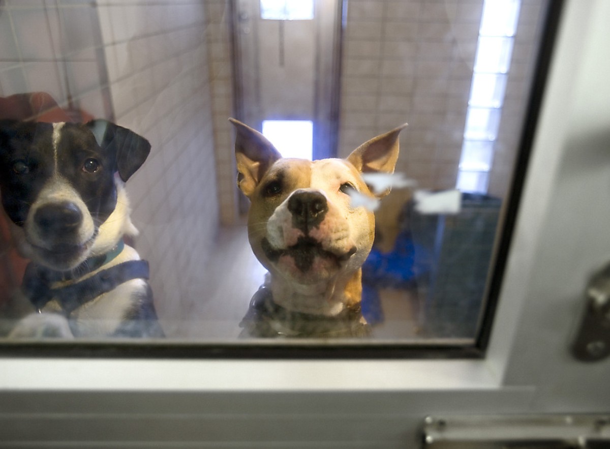 Herrenlose Hunde im Tierheim des Tierschutz Z