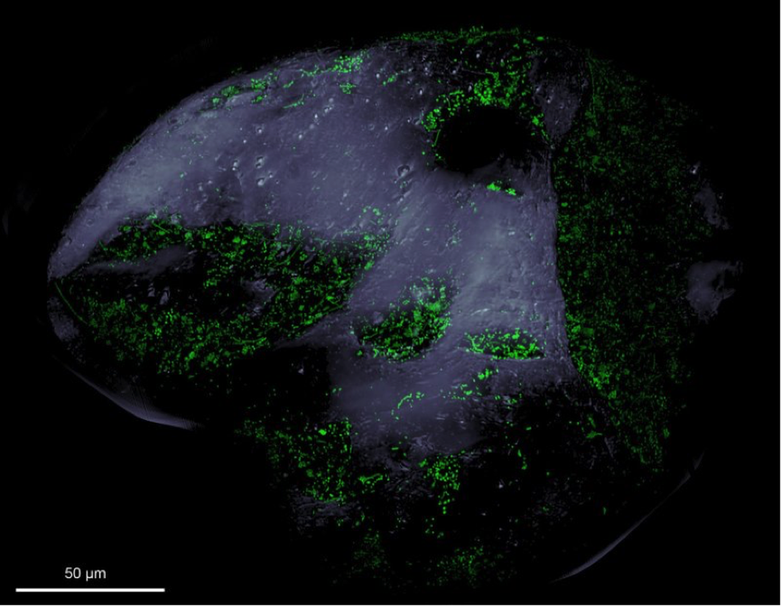 Blick auf ein Sandkorn unter dem Fluoreszenzmikroskop: Die grünen Pünktchen sind eingefärbte Bakterien, die sich vor allem in Vertiefungen auf dem Sandkorn angesiedelt haben.