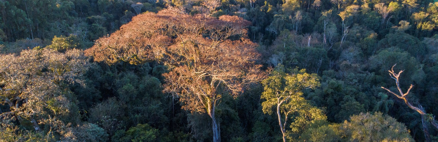 epa07785127 An undated handout photo made available by A Todo Pulmon shows a tree of the species yvyra pyta (C), in Edelira, Itapua, Paraguay (issued 21 August 2019). The tree was proclaimed as the la ...