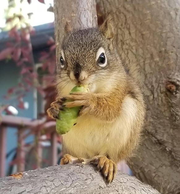 cute news animal tier eichhörnchen

https://www.reddit.com/r/squirrels/comments/welxef/some_more_baby_squirrel_love_for_you_all_they_are/