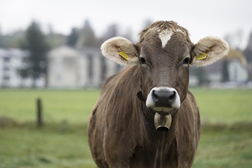 Ein junge Kuh mit einer kleinen Glocke in der Naehe von Haeusern, am Samstag, 18. November 2023 in Aarwangen. Im Dorf Aarwangen im Kanton Bern debattieren die Einwohner ueber das Verbot von Kuhglocken ...