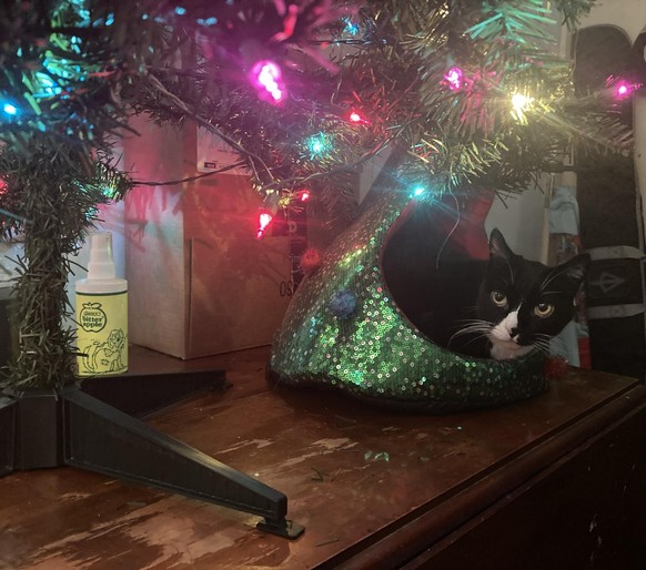 cute news tier katze unter dem weihnachtsbaum

https://imgur.com/t/aww/m5qOTIt