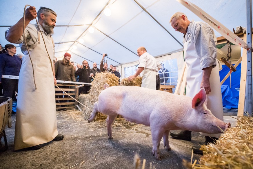 Ein Schwein kurz vor der Schlachtung, am Samstag, den 28. Oktober 2017 in Sissach. Die Metzgerei Haering zeigt in einem Hinterhof an zwei Schweinen die Hausmetzgete wie sie frueher Tradition war. (KEY ...