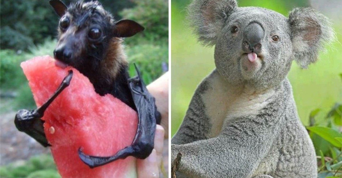 Bei den Cute News kennen wir keine Feiertage: Jetzt lustige Tierbildli schauen!