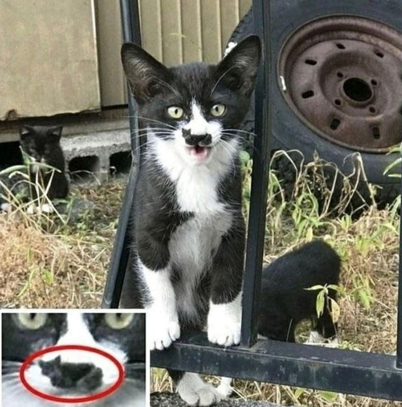 cute news tier katze

https://www.instagram.com/p/C0f5sBWtUAB/