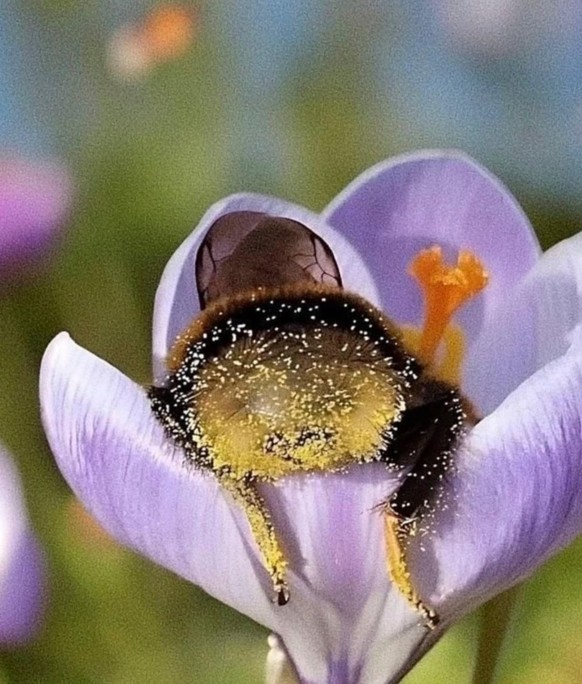 cute news tier hummeln

https://www.reddit.com/r/woahdude/comments/1n34kdp/bees_often_fall_asleep_in_flowers_when_they_get/
