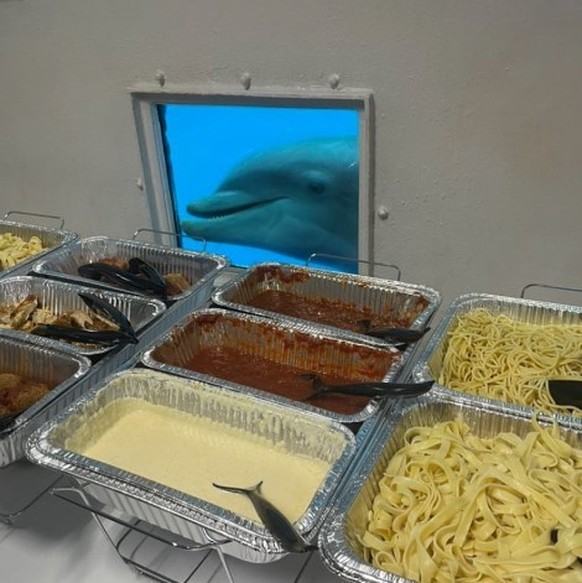 Delfin beim Essen vor dem Buffet
