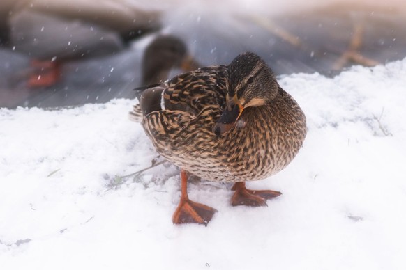 Ziehen es durch: Enten können keine kalten Füsse bekommen.