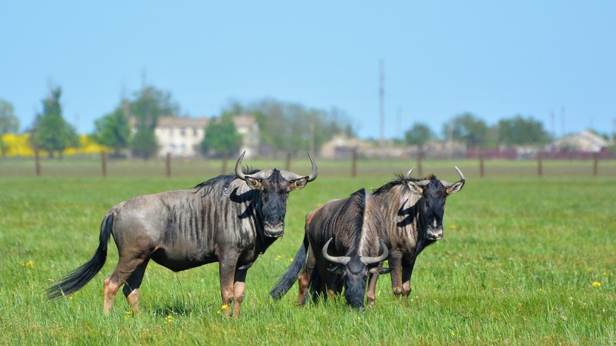 Blue wildebeest in the steppe in the Falz-Fein Biosphere Reserve âAskania Novaâ, Ukraine.