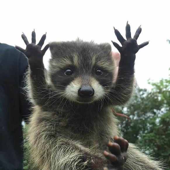 cute news tier waschbär

https://ch.pinterest.com/pin/9499849208196820/