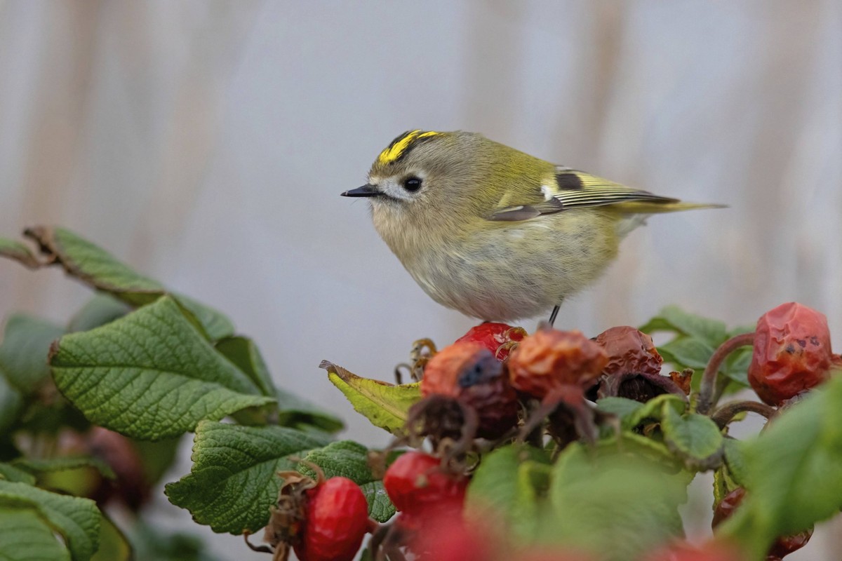Wintergoldhähnchen, Goldcrest, Regulus regulus, Roitelet huppé, Reyezuelo Sencillo, Helgoland, Schleswig-Holstein, Deutschland, Europa Goldcrest Regulus regulus, Roitelet huppé, Reyezuelo Sencillo, He ...