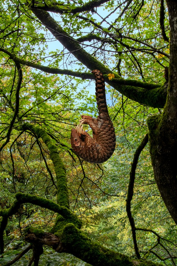 Schuppentier/Pangolin