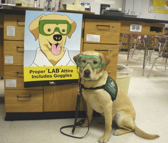 Hund mit Brille

https://www.reddit.com/user/andyq9433