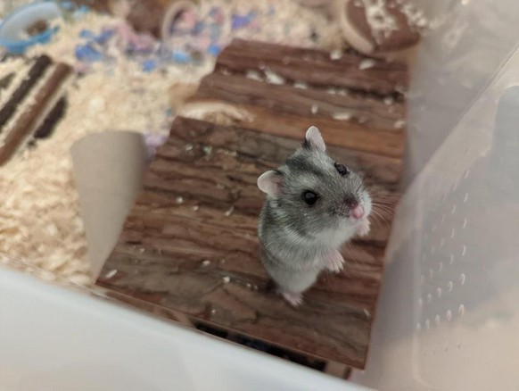 cute news hamster tier

https://www.reddit.com/r/hamsters/comments/s19s0x/mum_i_require_a_mealworm/