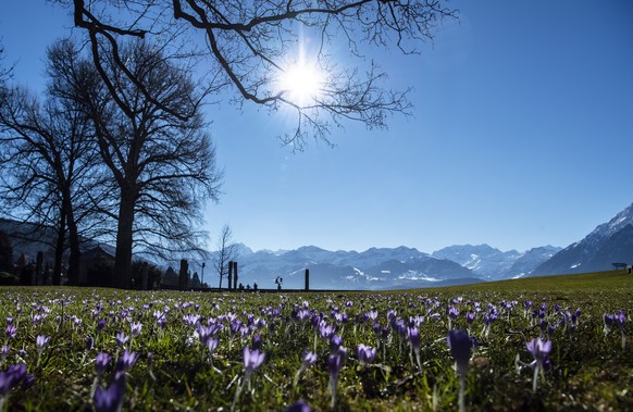 Krokusse bluehen auf einem Rasenplatz im Schadaupark, am Sonntag, 21. Februar 2021, in Thun. (KEYSTONE/Peter Schneider)