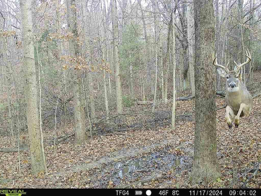 Lustige Tierbilder: Hirsch vor Wildtierkamera