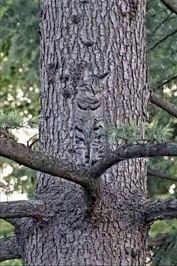 cute news tier katze

https://ch.pinterest.com/pin/35043703346348235/