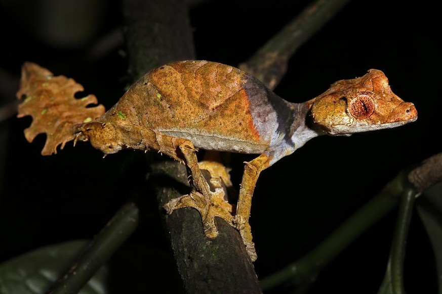 Gespenst-Plattschwanzgecko (Uroplatus phantasticus).