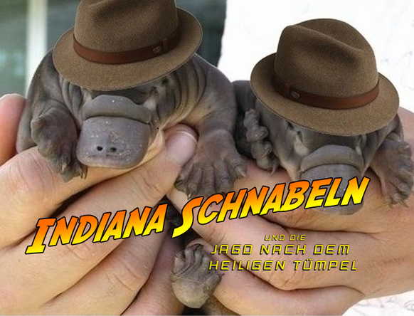 Indiana Schnabeln

Original: http://imgur.com/gallery/67BqDJf