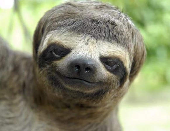 Dreimal dürft ihr raten, was jetzt kommt. (Jap, lustige Tierbilder)
Erinnert mich etwas an Mr. Bean 😂