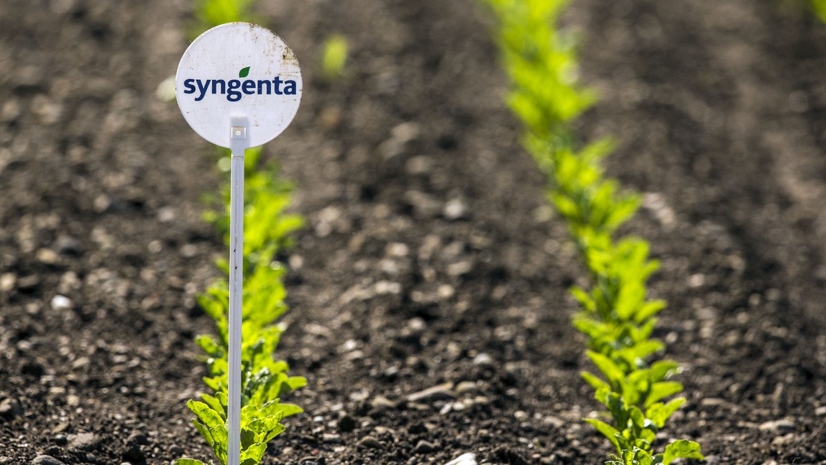 ARCHIVBILD ZUR ZUSTIMMUNG DER UEBERNAHME VON SYNGENTA DURCH CHEMCHINA DURCH DIE AKTIONAERE, AM FREITAG, 5. MAI 2017 - Ein Feld mit jungen Pflanzen und einem Schild mit dem Logo von Syngenta aufgenomme ...