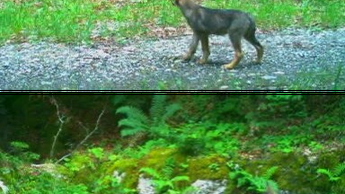 Erstmals-ist-im-Kanton-Schwyz-ein-Wolfsrudel-nachgewiesen-worden