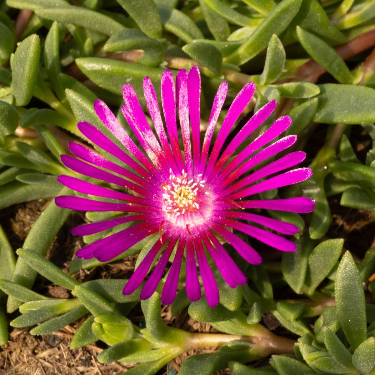 Taubenskabiose (Scabisosa columbaria)