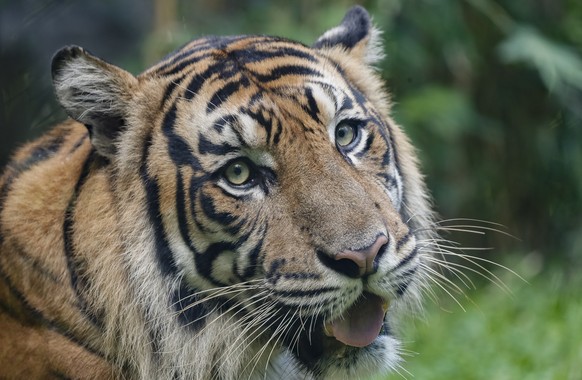 epa08570102 A Sumatran tiger rests during International Tiger Day at Bali Zoo in Bali, Indonesia, 28 July 2020. EPA/MADE NAGI