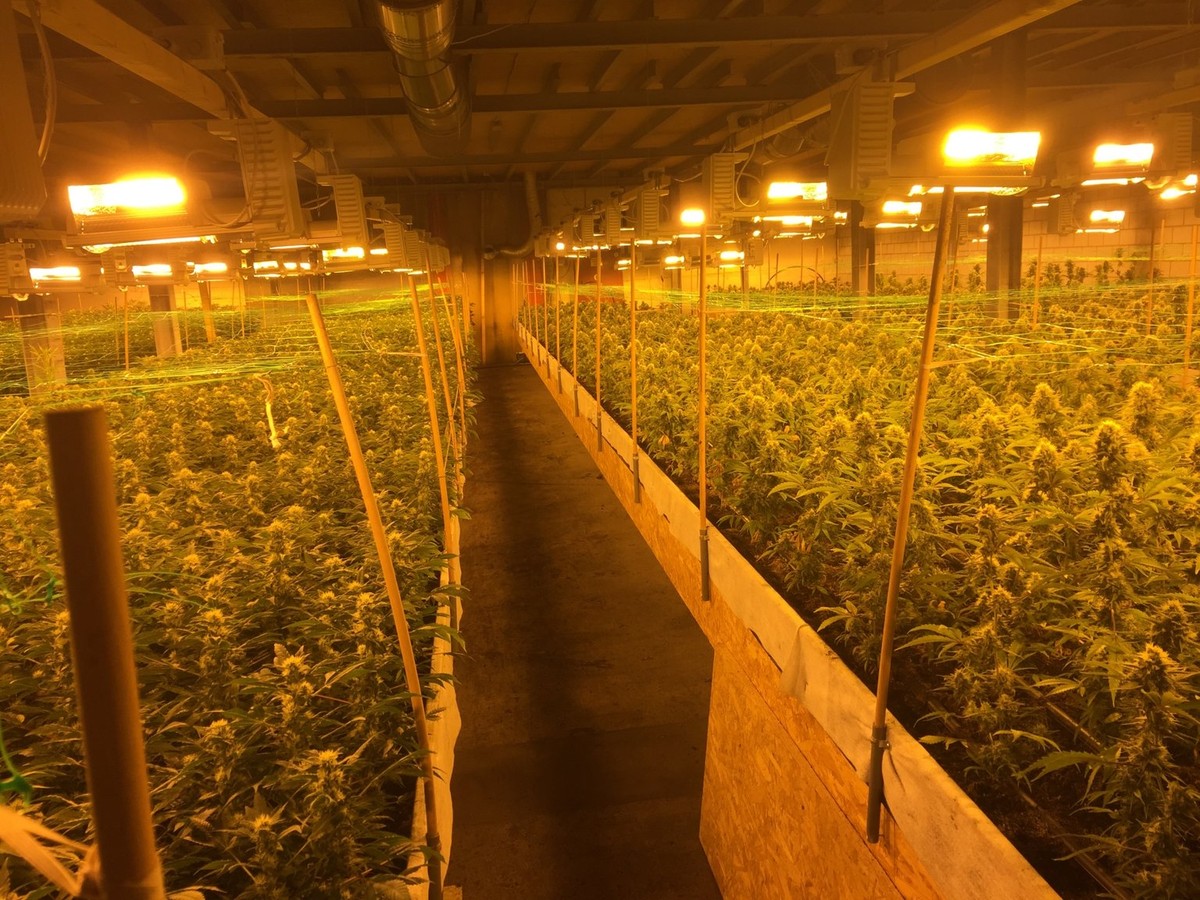 Die aufgeflogene Hanfplantage in Altstätten.